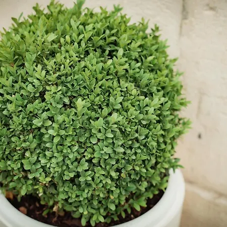 Lejlighed La Terrazza Dei Gemelli - *